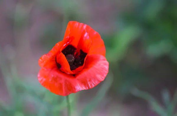 Rode Papaver Bloemen Papaver Tuin — Stockfoto