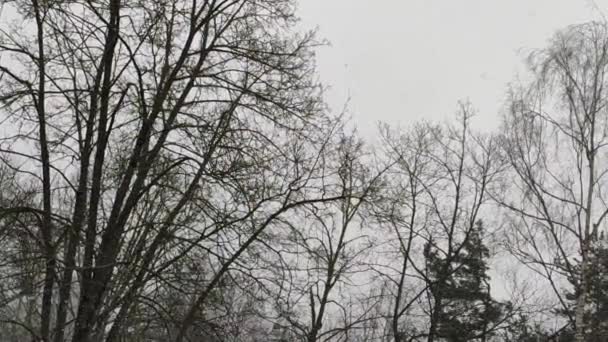 Materiał Filmowy Gałęzi Drzew Parku Zimą — Wideo stockowe
