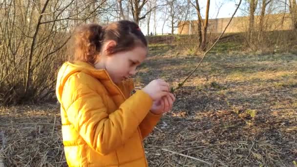 Küçük Kızın Parktaki Bahar Tomurcuklarını Incelerken Çekilmiş Yakın Çekim Görüntüleri — Stok video