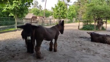 footage of cute pony animals in the zoo