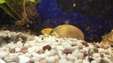 Akvaryumdaki balıklarla su altı görüntüleri çok güzel.