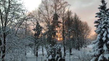 winter footage of landscape with the snow-covered park at sunset