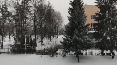 winter footage of a landscape with snow-covered trees