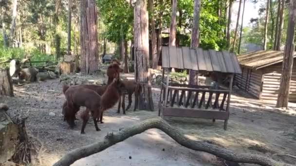 Footage Cute Llamas Zoo — Stockvideo