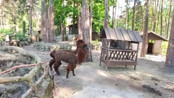 Кадри Милих Лама Зоопарку — стокове відео