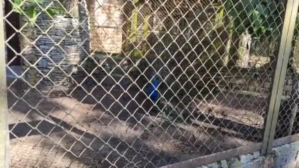 Closeup Footage Beautiful Peacock Bird Zoo — Stockvideo