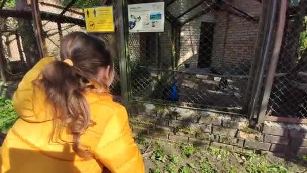 Маленька Дівчинка Жовтому Плащі Йде Через Зоопарк — стокове відео