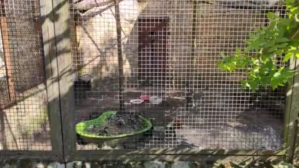 Footage Birds Zoo — Stockvideo