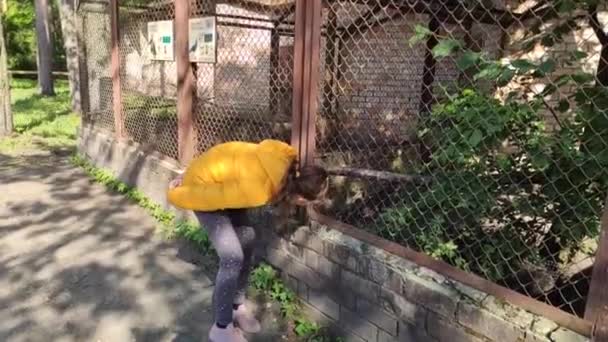 Little Girl Yellow Raincoat Walking Zoo — 图库视频影像