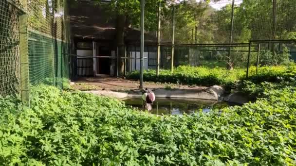Красиві Кадри Лелеки Зоопарку — стокове відео