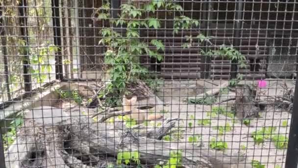 Closeup Footage Cute Porcupines Zoo — Vídeo de Stock