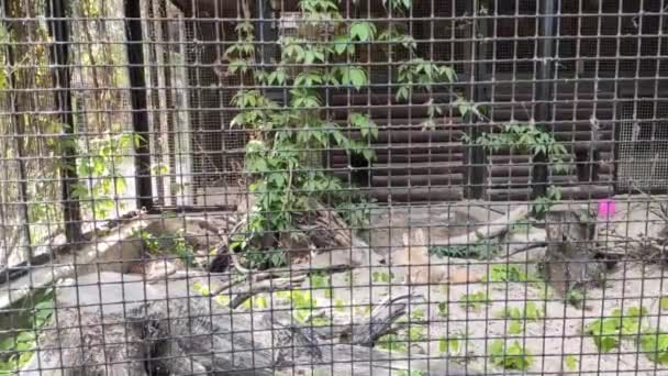 Closeup Footage Cute Porcupines Zoo — Vídeo de Stock