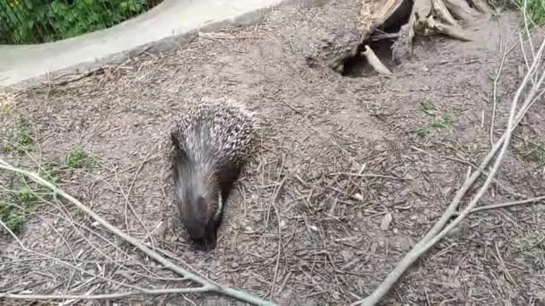 Detailní Záběry Roztomilých Dikobrazů Zoo — Stock video