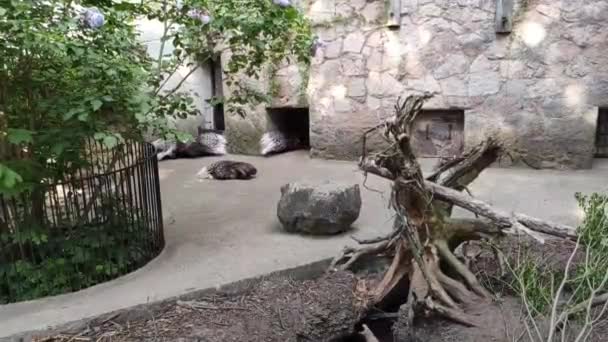 Closeup Footage Cute Porcupines Zoo — 图库视频影像