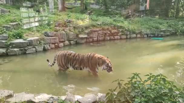 Rekaman Harimau Dalam Air — Stok Video
