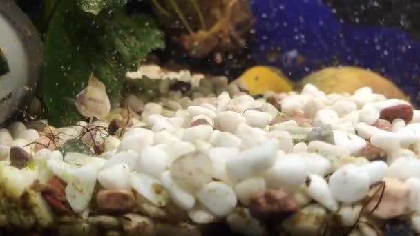 Piękne Podwodne Nagrania Rybami Akwarium — Wideo stockowe
