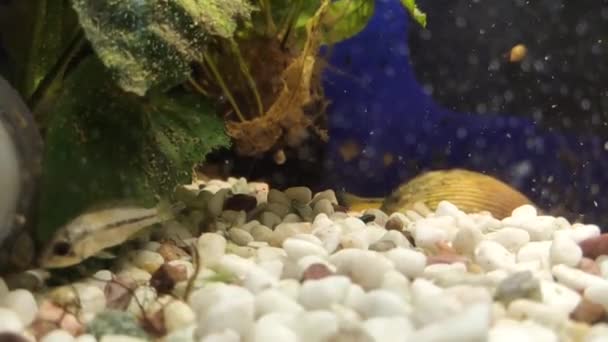 Piękne Podwodne Nagrania Rybami Akwarium — Wideo stockowe