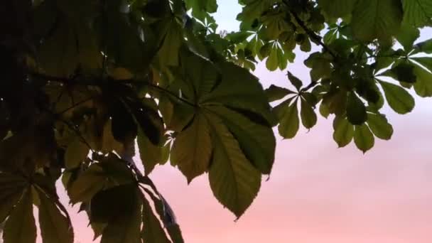 Zielone Liście Lesie Zachodzie Słońca — Wideo stockowe