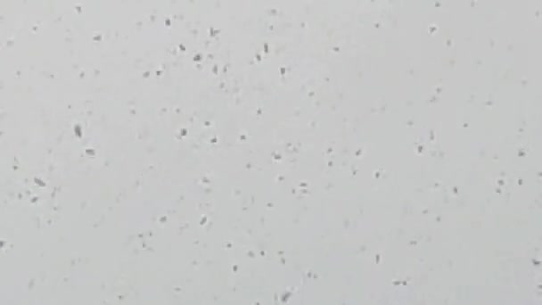 Closeup Footage Snowflakes Cloudy Sky — Stock videók