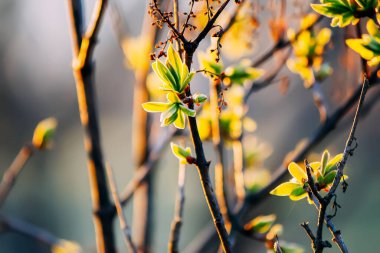 Ağaç dallarında yeşil tomurcuklar.  