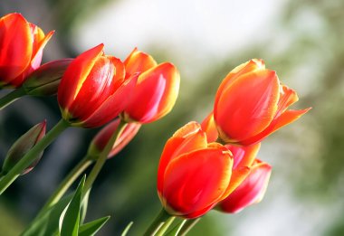 Yaz bahçesinde kırmızı lale çiçekleri. Bahar süsleri. Açık hava dekorasyonu. 