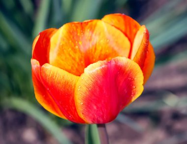 Yaz bahçesinde kırmızı lale çiçekleri. Bahar süsleri. Açık hava dekorasyonu. 