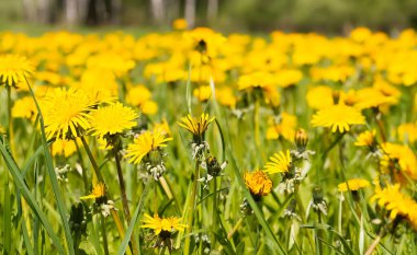 Sarı karahindiba ile manzara. Kırsalda bahar çiçekleri. 