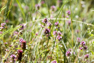 Kekik tıbbi bitkisi çiçek açtı.. 