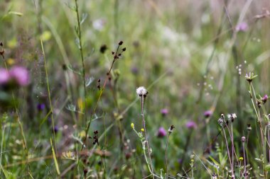 Yaz tarlasında kır çiçekleri. 