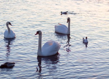 Su yüzeyinde beyaz kuğular. 