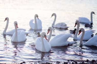 Su yüzeyinde beyaz kuğular. 