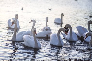 Su yüzeyinde beyaz kuğular. 