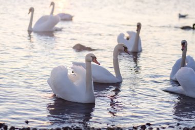 Su yüzeyinde beyaz kuğular. 