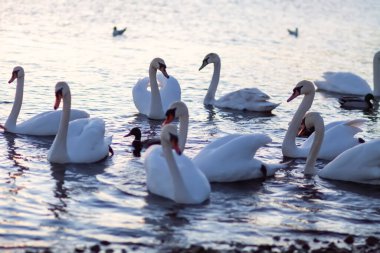 Su yüzeyinde beyaz kuğular. 