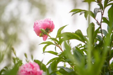 Yaz bahçesinde pembe şakayık çiçeği. 