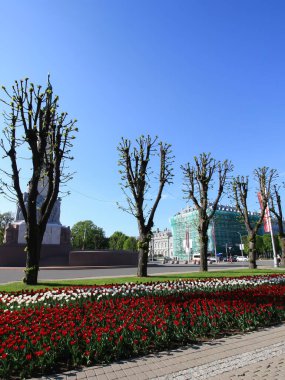 Halk parkında bahar çiçekleri. Mevsimlik çiçeklenme. 