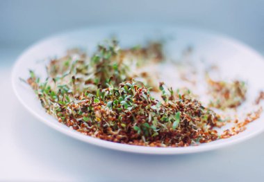 Suyla ıslanmış tohumlar. Tohumların evde filizlenmeye ve mikroyeşil ekime hazırlanması. Vejetaryen çiğ yemek, sağlıklı yemek..