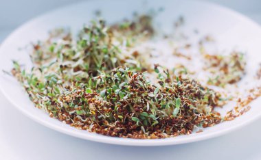 Suyla ıslanmış tohumlar. Tohumların evde filizlenmeye ve mikroyeşil ekime hazırlanması. Vejetaryen çiğ yemek, sağlıklı yemek..