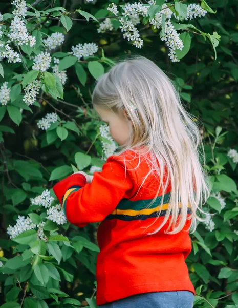 Маленькая Блондинка Гуляет Весеннему Парку Цветущими Птичьими Вишнями — стоковое фото