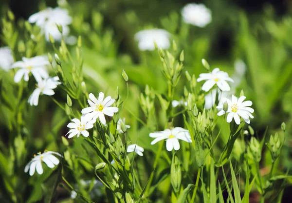 Białe Dzikie Kwiaty Stellaria Media Małe Białe Kwiaty Kwitnące Wiosennym — Zdjęcie stockowe
