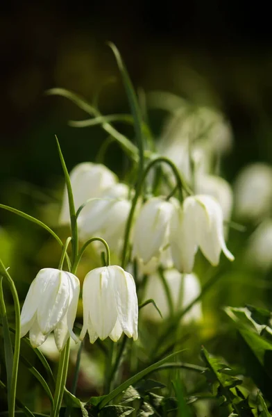 Fritillaria Meleagris Flores Blancas Jardín Primavera — Foto de Stock