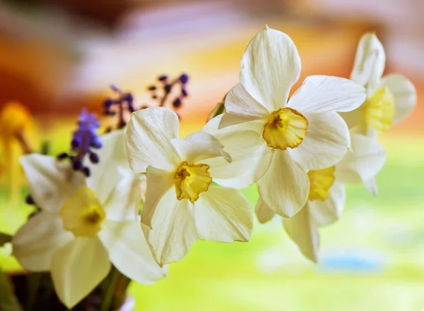 Ramo Flores Narcisas Blancas — Foto de Stock