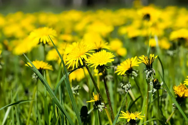 Tájkép Sárga Pitypangokkal Tavaszi Virágzás Vidéken — Stock Fotó