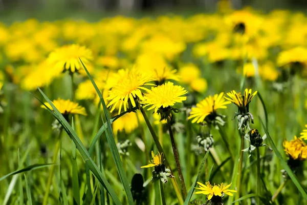 Paysage Avec Des Pissenlits Jaunes Floraison Printanière Campagne — Photo