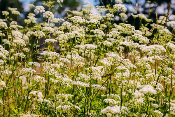 Aegopodium Podagraria Plants Wildflowers Countryside — Stock Photo, Image