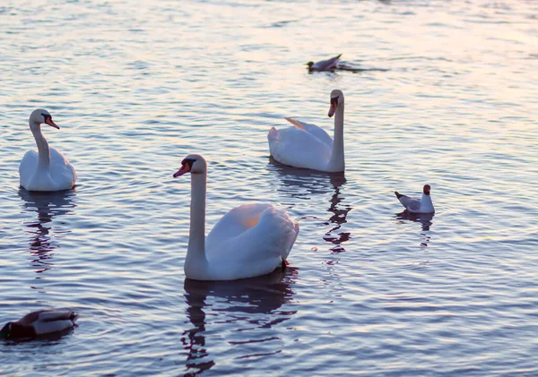 Cisnes Brancos Superfície Água — Fotografia de Stock