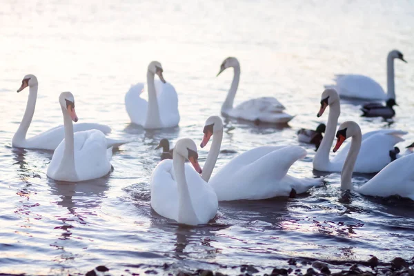 Su yüzeyinde beyaz kuğular. 