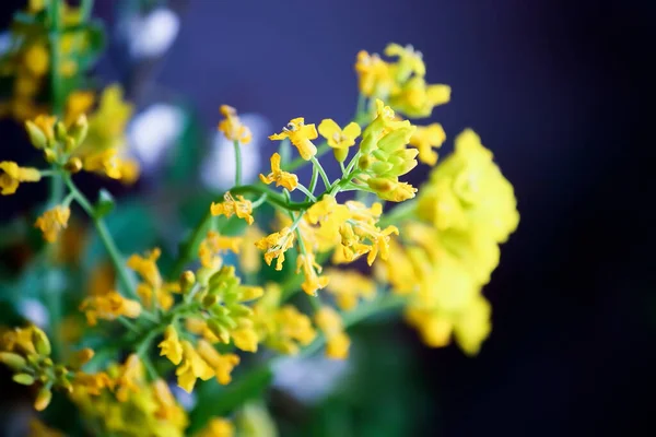 Amarelo Flores Silvestres Fechar — Fotografia de Stock