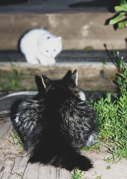 Niedliche Katzen Spielen Auf Der Straße — Stockfoto