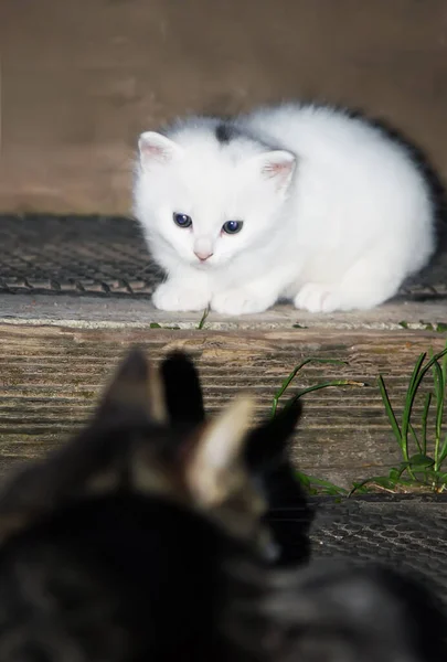 Bonito Pouco Branco Gatos Jogar Rua — Fotografia de Stock